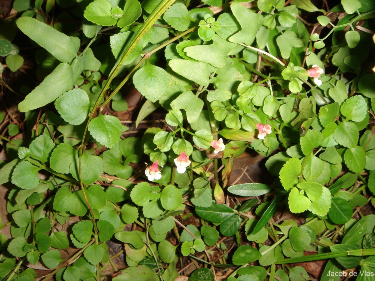 Torenia polygonoides Benth.